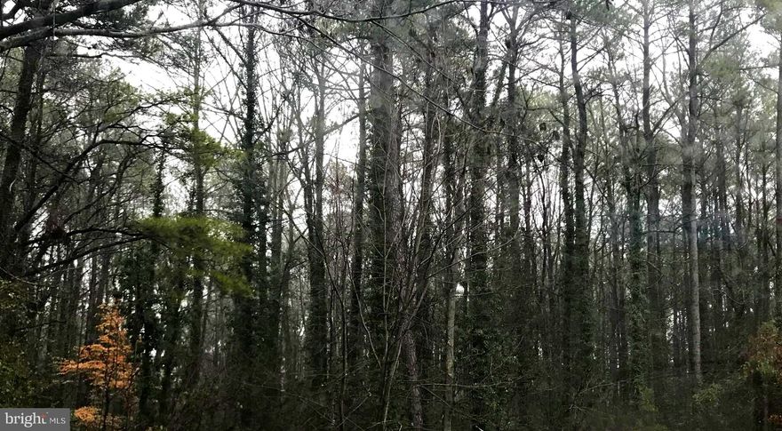 This wooded 0.23-acre* Lot is in the sought-after Drum Point water-access community. Residents enjoy a private boat ramp, fishing & crabbing pier, optional Drum Point Beach Club with sandy shoreline.  Minutes to Solomons Island marinas, waterfront dining, shops, and the newly renovated Chesapeake Hills Golf Course, yet only about 90 miles to Washington, D.C., Northern VA, and Baltimore, perfect for full-time living or a quick weekend escape. Bring your builder and imagination and start living the Chesapeake lifestyle at 215 Lessin Drive!