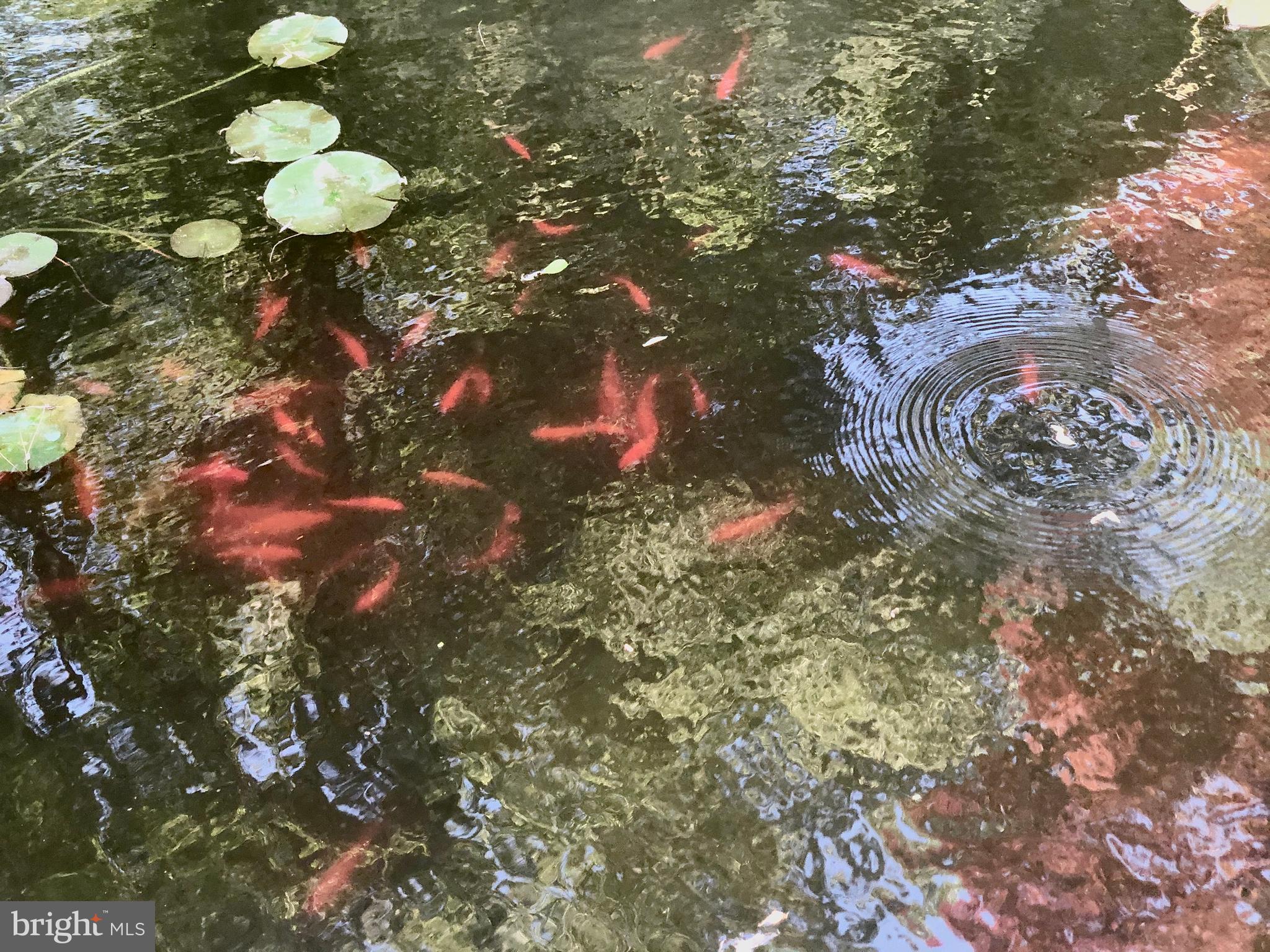 STEVENSON - Residential