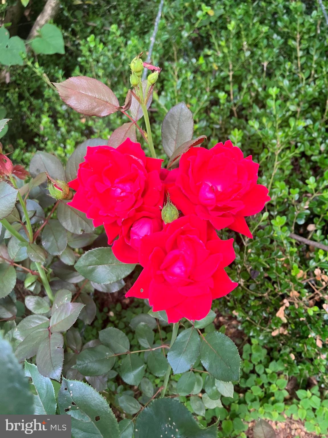 LAKE WILDERNESS - Residential