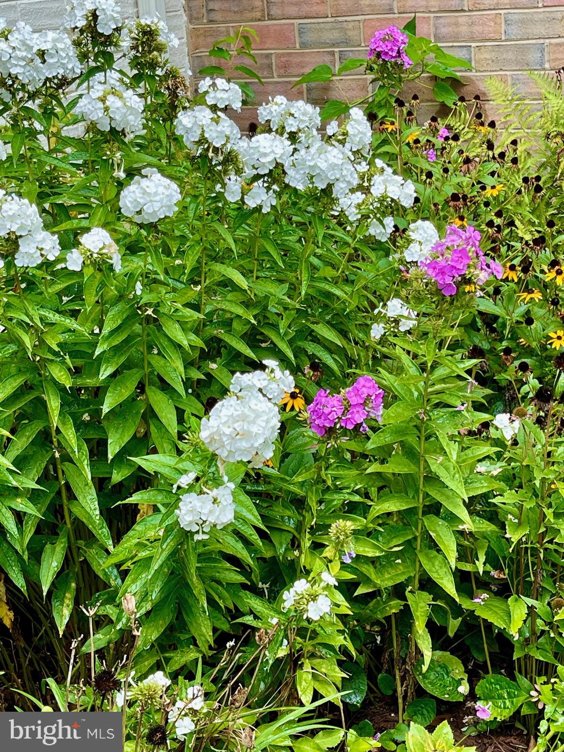 MARYLAND PLACE - Residential