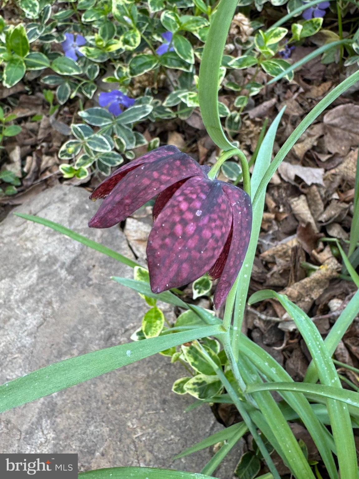 SINGLETONS GROVE - Residential