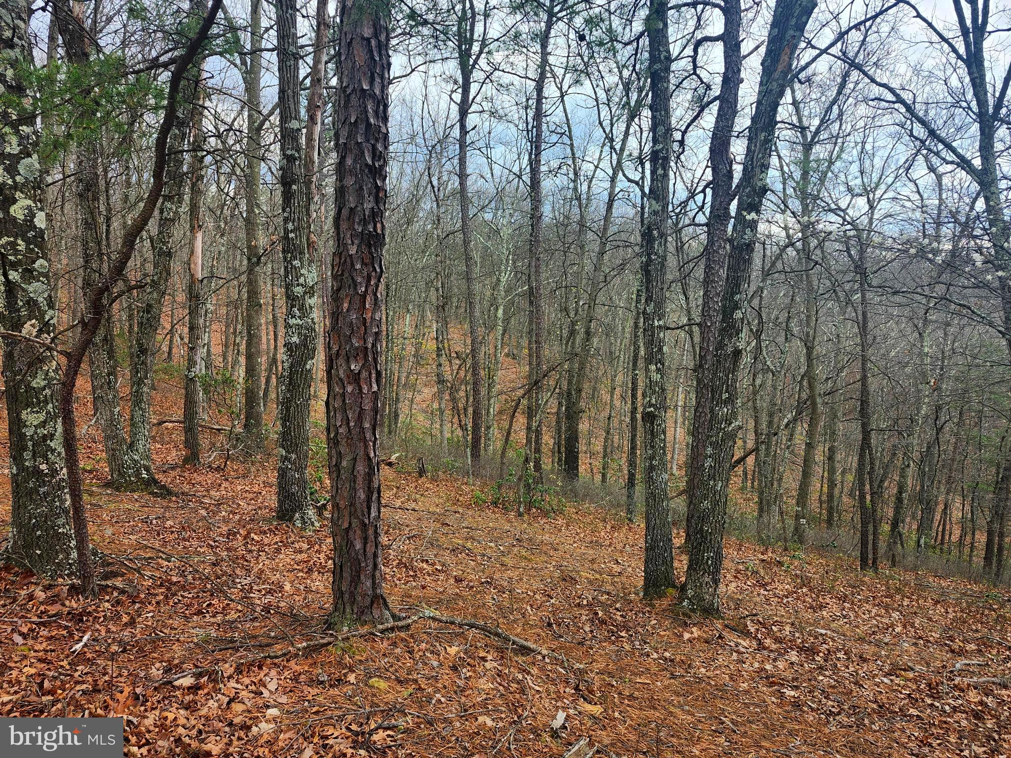 CARDINAL RIDGE ESTATES - Land