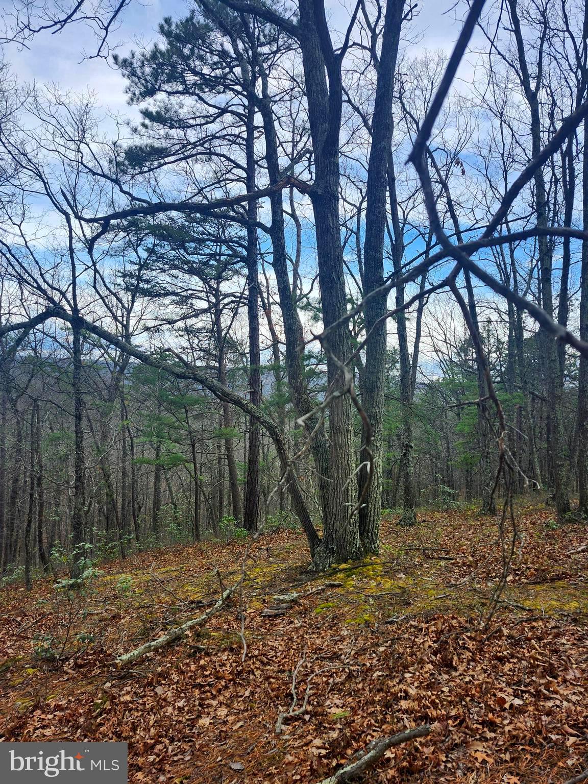 CARDINAL RIDGE ESTATES - Land