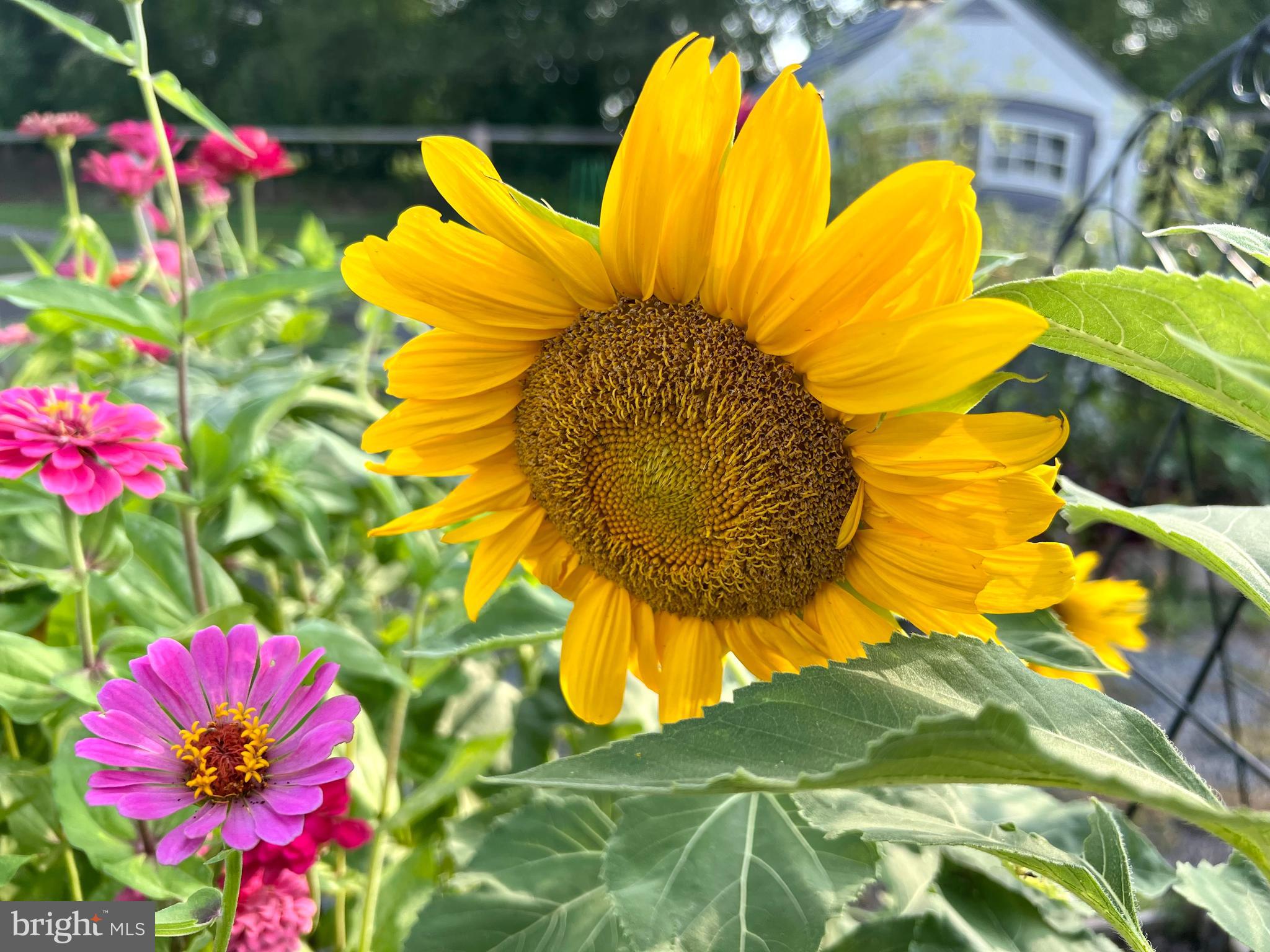 COURTS OF CLARKSBURG - Residential