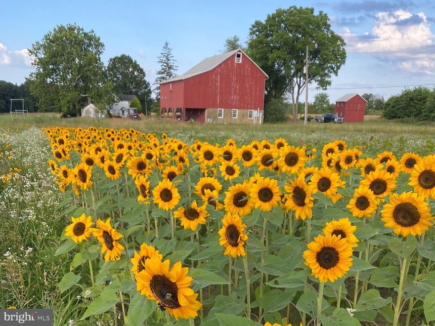 Dreaming of farm life?  A rare and beautiful vintage 58 acre CERTIFIED ORGANIC FARM in the heart of coveted Tinicum Township, Bucks County is ready for its next steward. The c.1865 stucco over stone farmhouse is situated in the center of this property far off the road, surrounded by permanently preserved farmland and sweeping pastoral views reminiscent of a Wyeth landscape. Other than sheep dotting the landscape, and walking paths mowed into the native grasses, the back fields have remained open and unspoilt for generations.  Since 2021, over 5 acres have been transformed into a thriving Certified Organic fruit and vegetable farm brimming with life and an abundant harvest.  A half acre of strawberries were recently planted and will be ready in the spring of 2026. Imagine the ripest, most delicious organic strawberry picked right from your own fields!  A thriving farm has been built through years of soil regeneration, cover crop rotation, composting, culminating in organic certification as of August 2025.  Opportunities abound in open pasture and vibrant crops, with ample space for grazing animals.  An adorable board and batten custom shed serves as a quant and welcoming farmstand, and a new 100ft high tunnel invites you to grow-your-own year round.  The rustic charm of the 3 bedroom 1.5 bath farmhouse retains its timeless character with plaster walls, exposed beam ceilings, wide plank floors and deep window sills.  The chef/baker's kitchen is a charming combination of unfitted antiques, custom pieces and vintage maple cabinetry, with moravian tile backsplash and reclaimed wood floors creating an authentically warm gathering place.  A commercial built in-hood and Capital gas stove are made for preserving the harvest, and cooking family style feasts from your surrounding fields and those of nearby farmers. The charming, informal and cozy farmhouse is complemented by a covered front porch that frames the rolling fields, perfect for a morning coffee while taking in the sunrise.  Endless views and stunning sunsets are best enjoyed by the shade of the ancient oak tree at the edge of the back fields, just beyond the house.  There are multiple period outbuildings, including a classic and well preserved bank barn, the heart of the farm, with newer metal roof, water service and 200 amp service ready for your next vision. The renovated ground level space is 1300 square feet of flex space that is charming and rustic.  Currently used as a packhouse for the farm and flex space for community socials, it is a multifunctional space ready for your vision. Perhaps you dream of elegant farm-to-table entertaining?  A light filled studio space, or a private retreat for your special collection or pasion?  The possibilities are endless. Additional heritage outbuildings, including an enchanting original summer kitchen ready for restoration, with a huge fireplace where the original farm family used to make lye soap on the very table you will see inside gifted by the original farm family.   A charming carriage house that currently houses two adorable goats and has also doubled as a market barn and former tractor barn. A new septic installed in 2021 adds practicality and peace of mind...within the 2-acre building envelope you can create your dream country compound— add a pool, guesthouse, or private stable. Minutes from the Delaware River and the charming Frenchtown, less than 30 minutes to New Hope and Doylestown.  This one of a kind farm is easy to reach to NYC and Philadelphia, this estate is ideal for those seeking a private sanctuary with agricultural heritage and refined country living.  Featured in several on-air news segments, as well as features in Bucks County, Rivertowns and Philadelphia magazines, the property is the current home of Pie Bird Farm.  Please note that the name and business do not convey with the real estate sale.