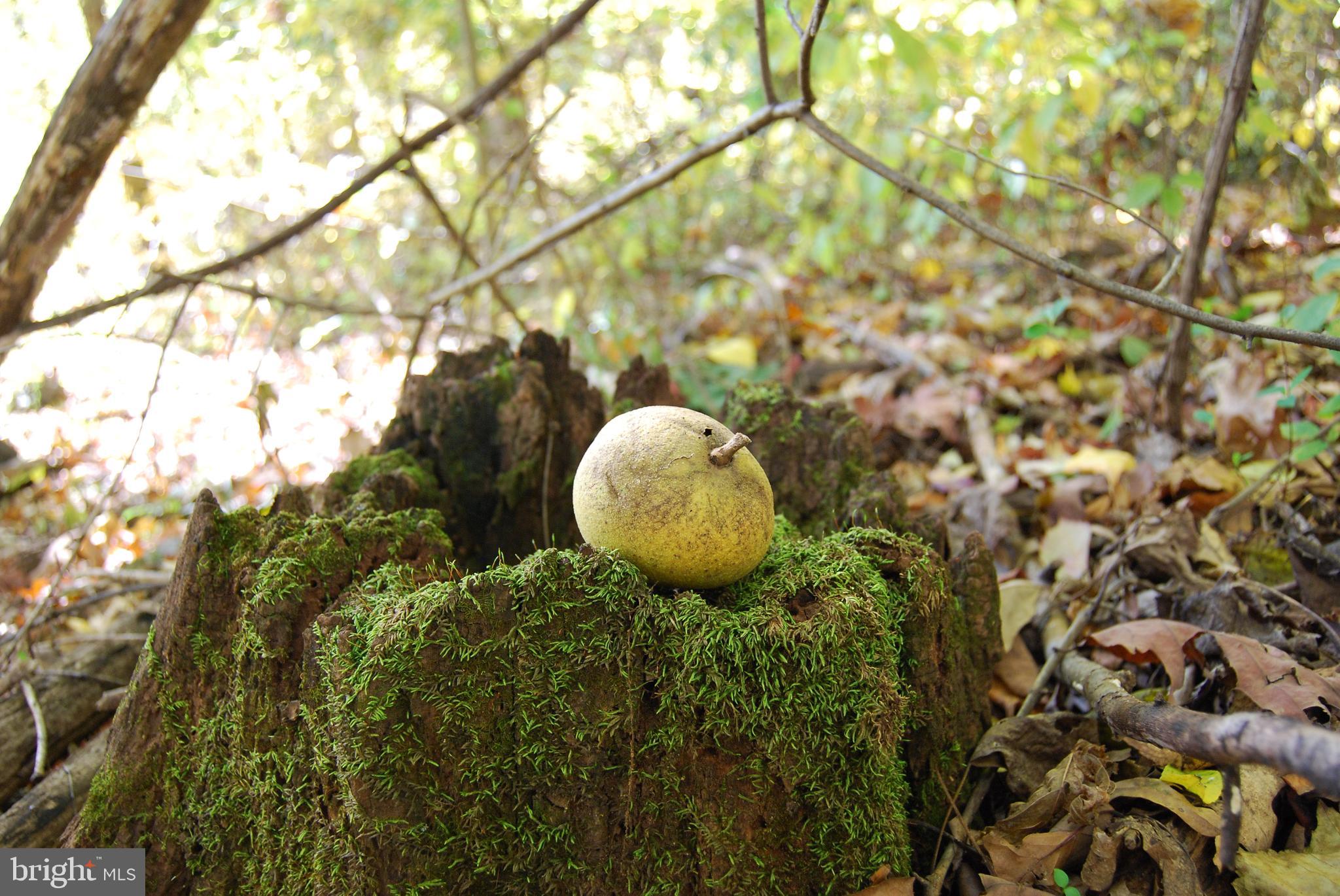 GRANDVIEW ESTATES - Land