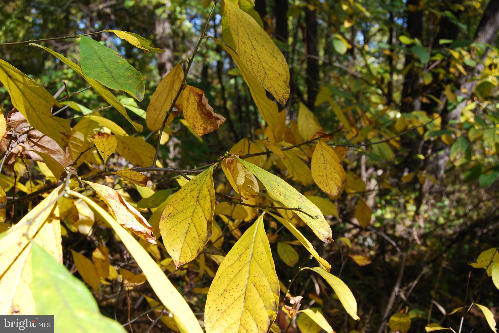 GRANDVIEW ESTATES - Land