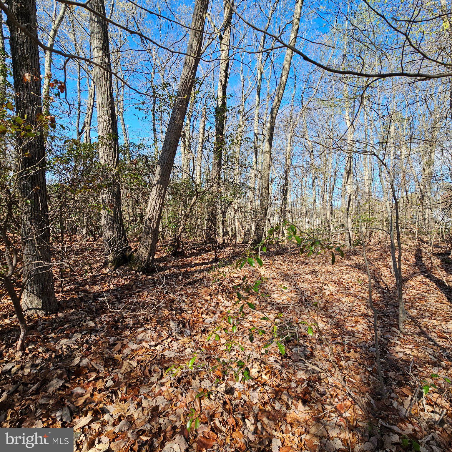 SHAGBARK LANE