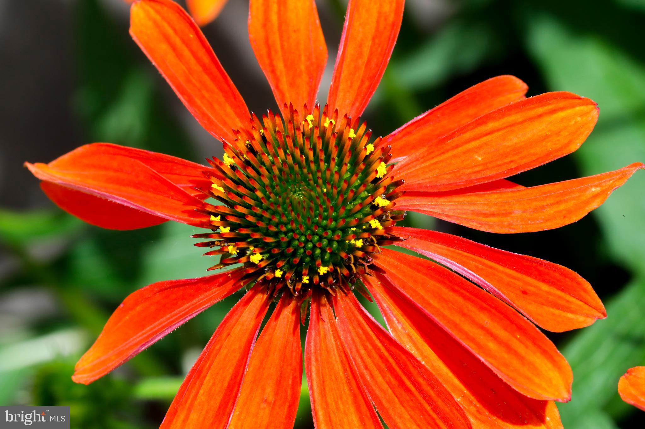 FRANKLIN FARM - Residential