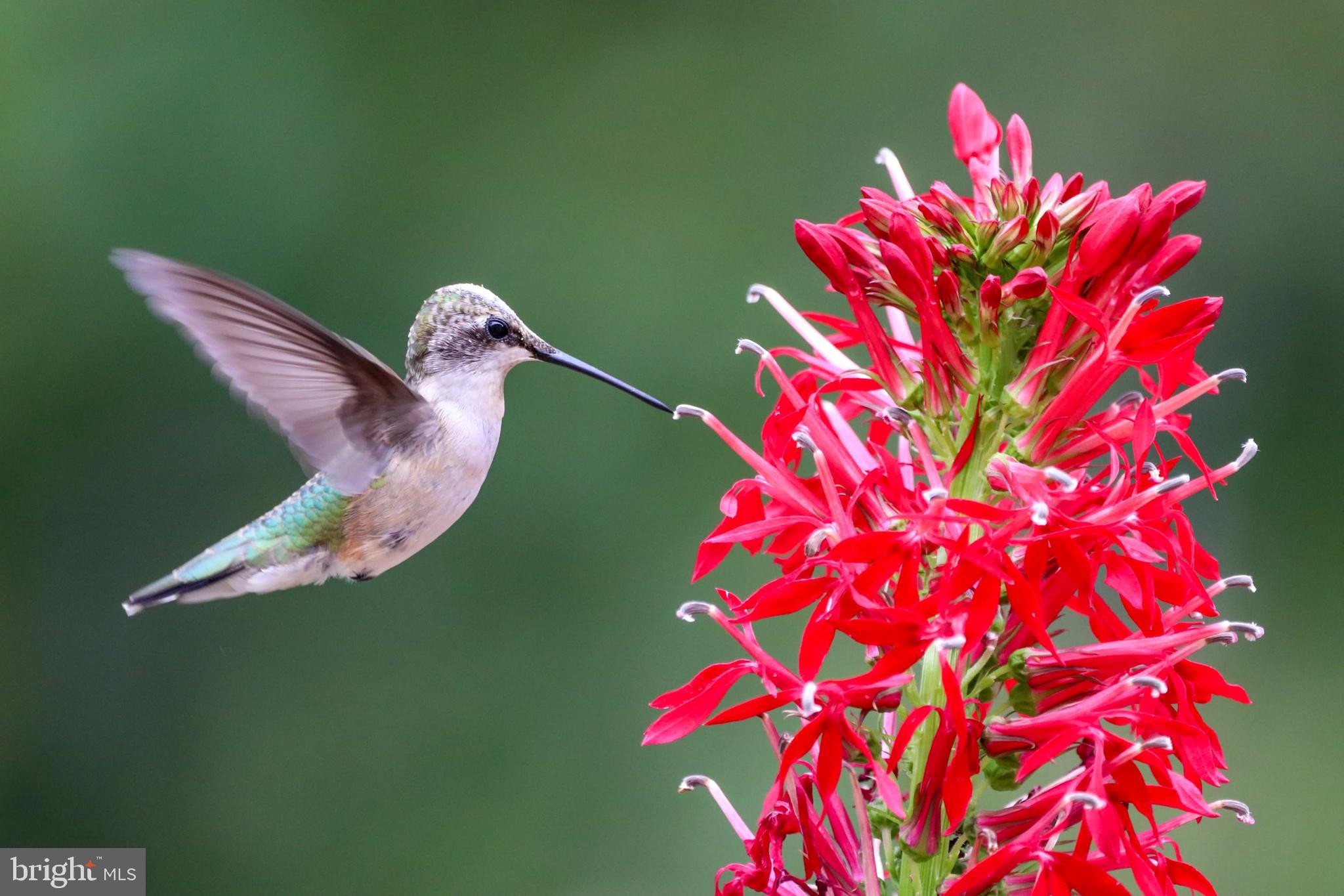 FRANKLIN FARM - Residential