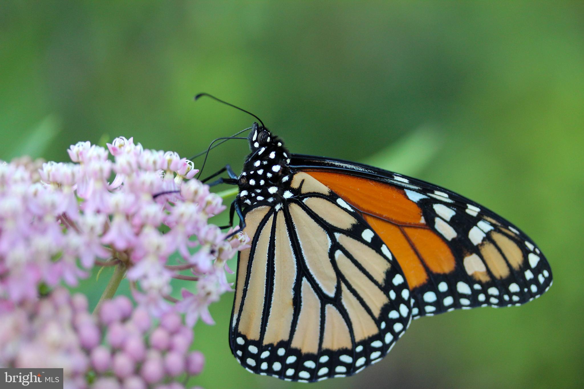FRANKLIN FARM - Residential