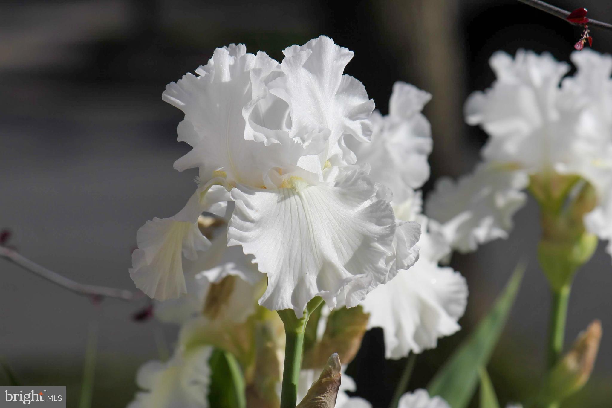 FRANKLIN FARM - Residential