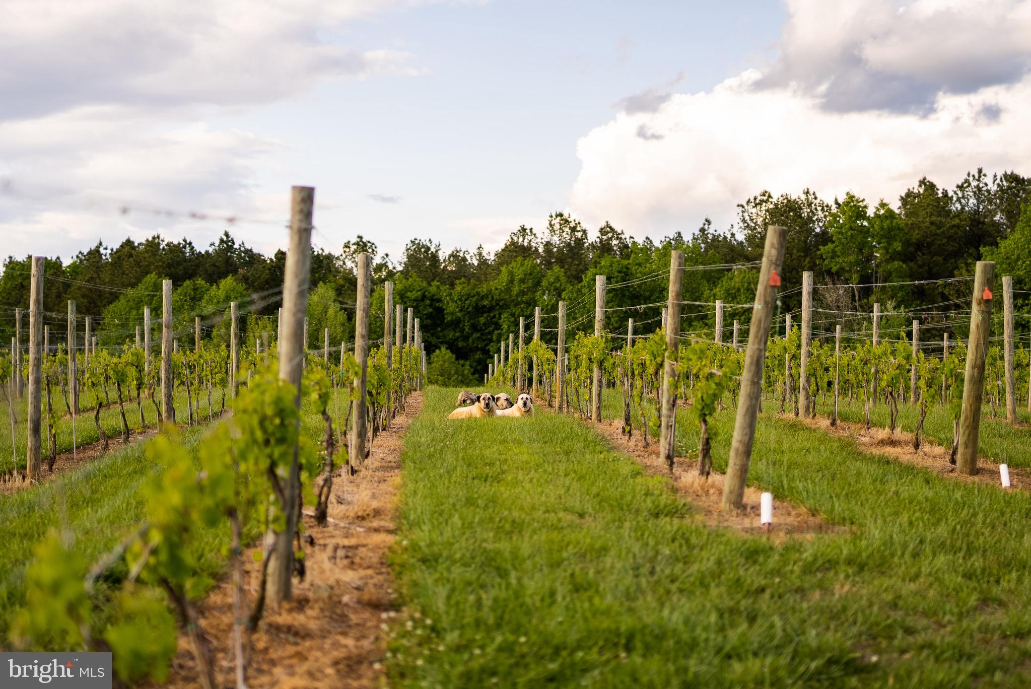 MOUNT IDA - Residential