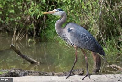 TANTALLON ON THE POTOMAC - Residential