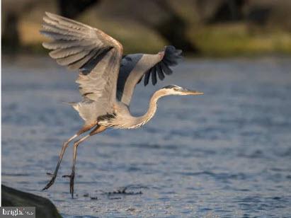 TANTALLON ON THE POTOMAC - Residential