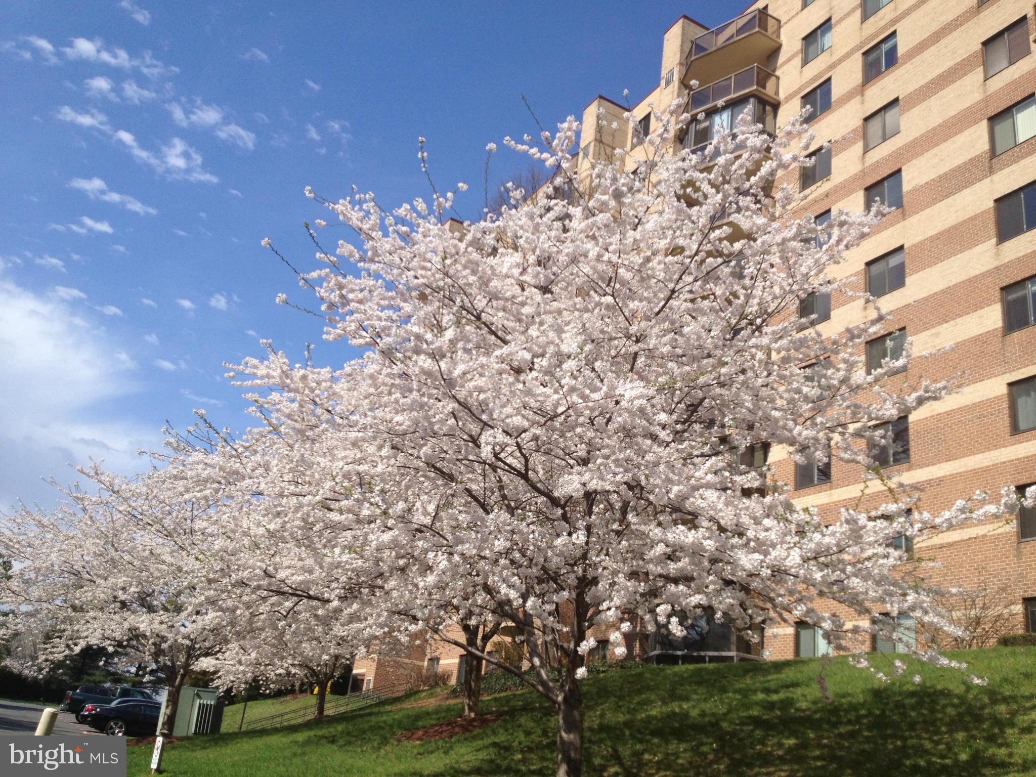 ROTONDA - Residential Lease