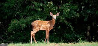 STALLINGS - Residential Lease