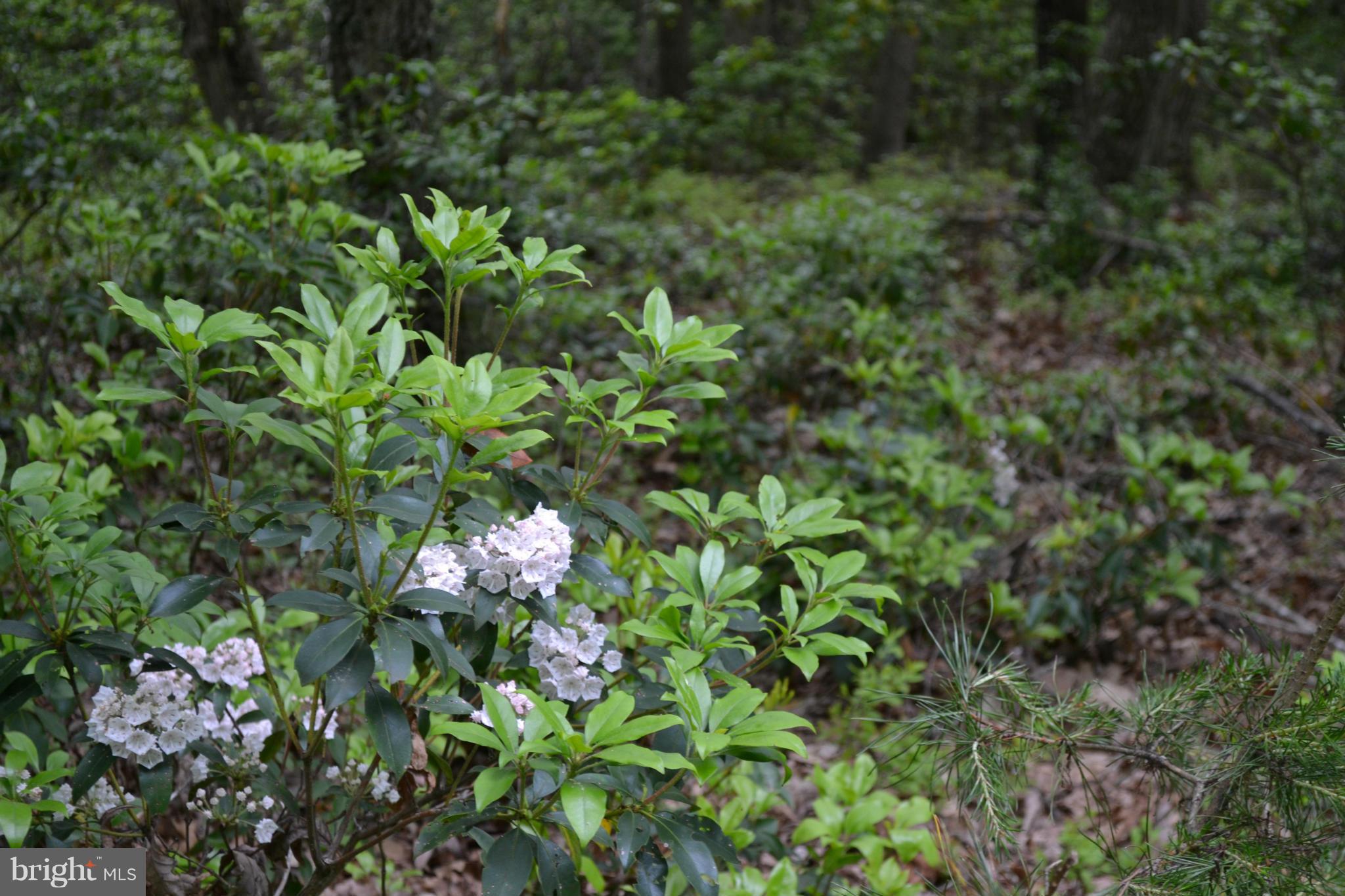 ESTATES OF CHANCELLORSVILLE - Residential