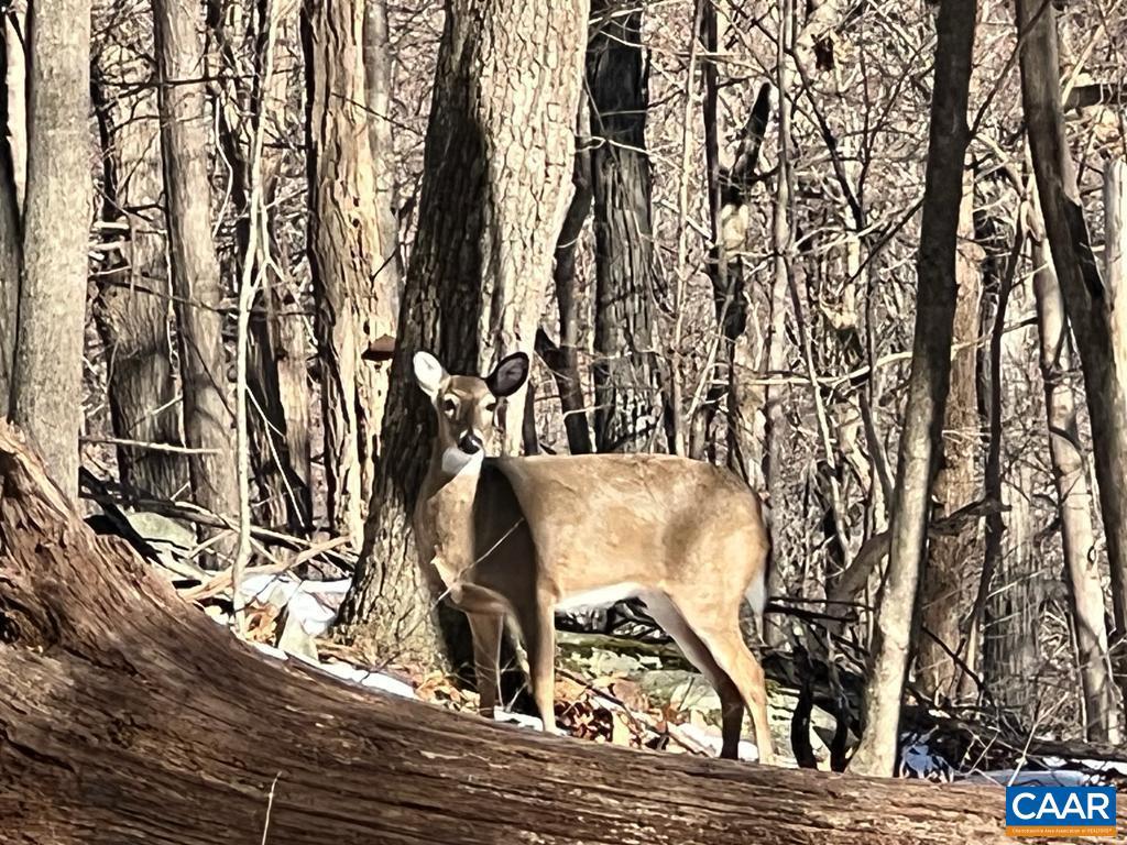 WINTERGREEN RESORT - Land