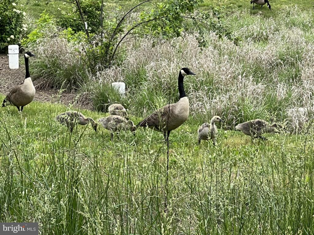 GROVE AT WILLOWSFORD - Residential