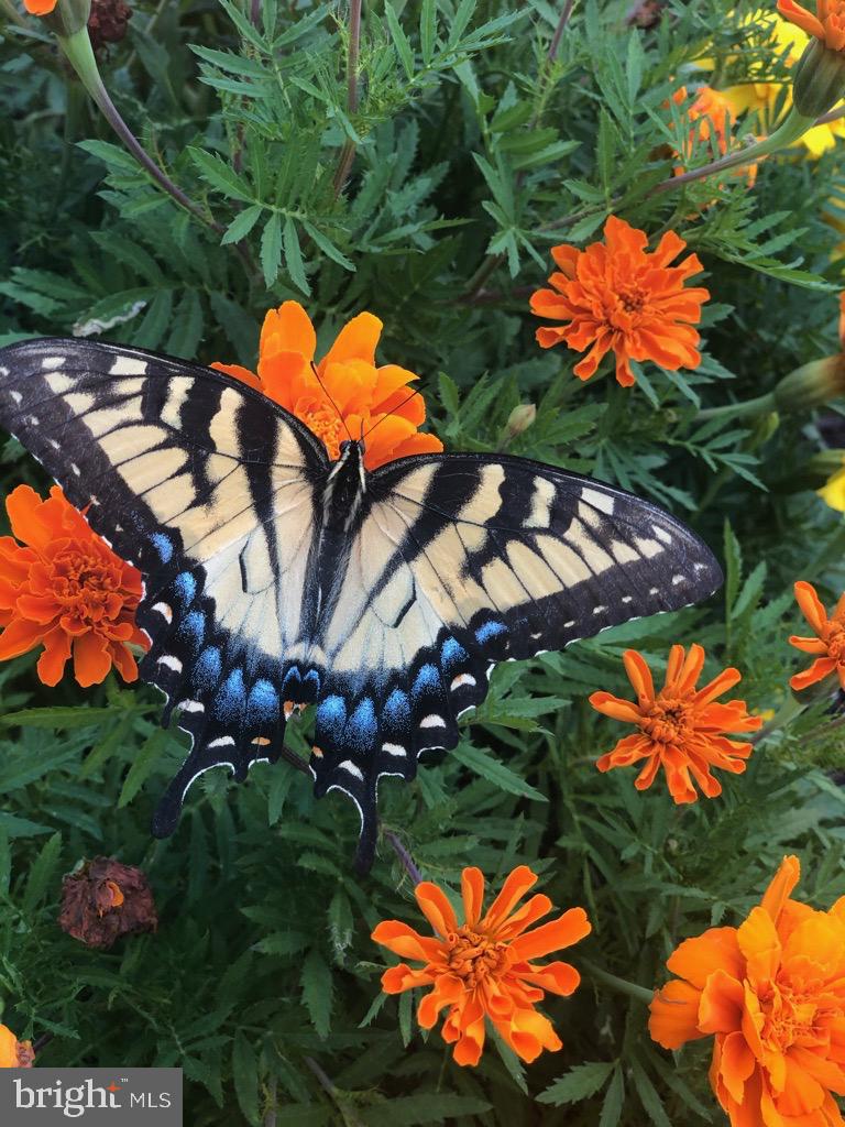 GROVE AT WILLOWSFORD - Residential