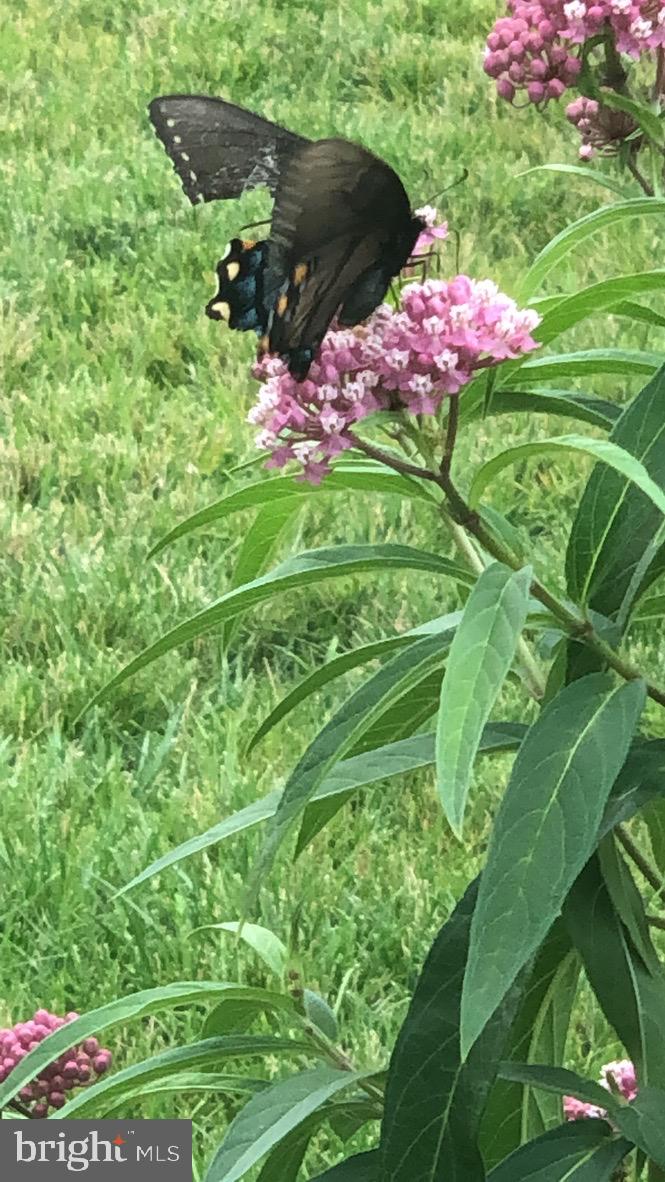 GROVE AT WILLOWSFORD - Residential