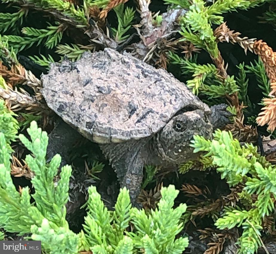 GROVE AT WILLOWSFORD - Residential