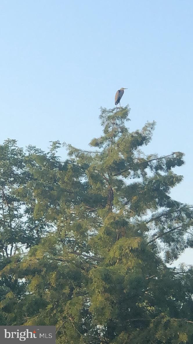 GROVE AT WILLOWSFORD - Residential