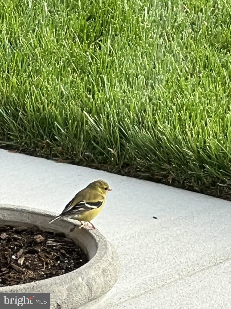 GROVE AT WILLOWSFORD - Residential