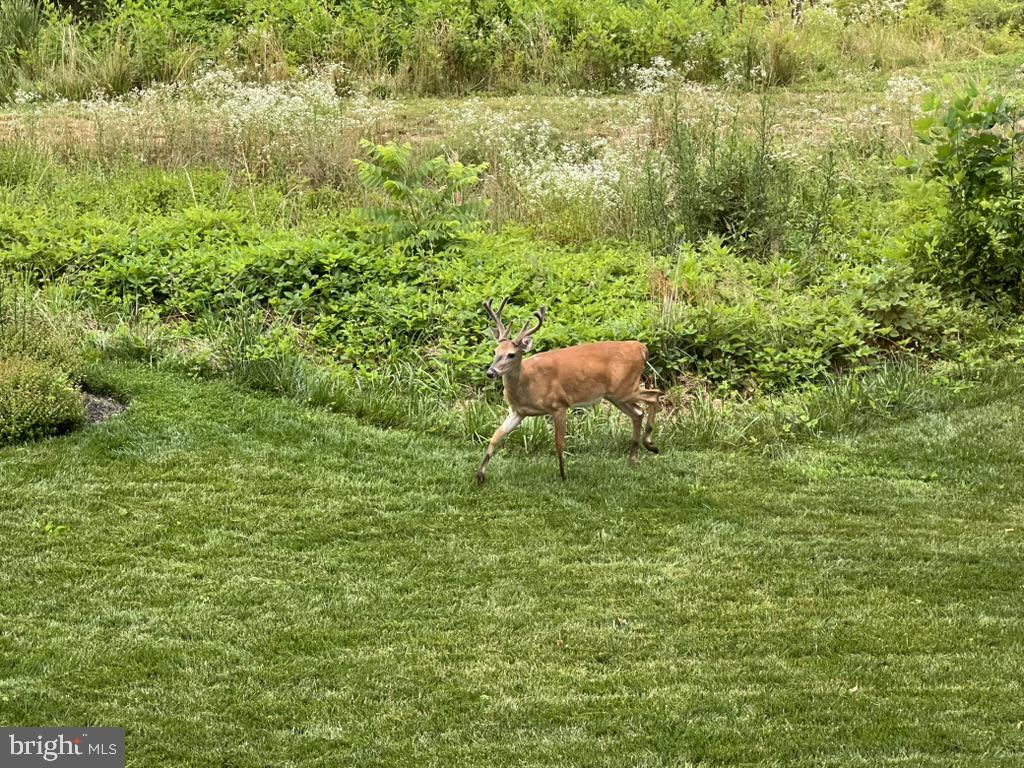GROVE AT WILLOWSFORD - Residential
