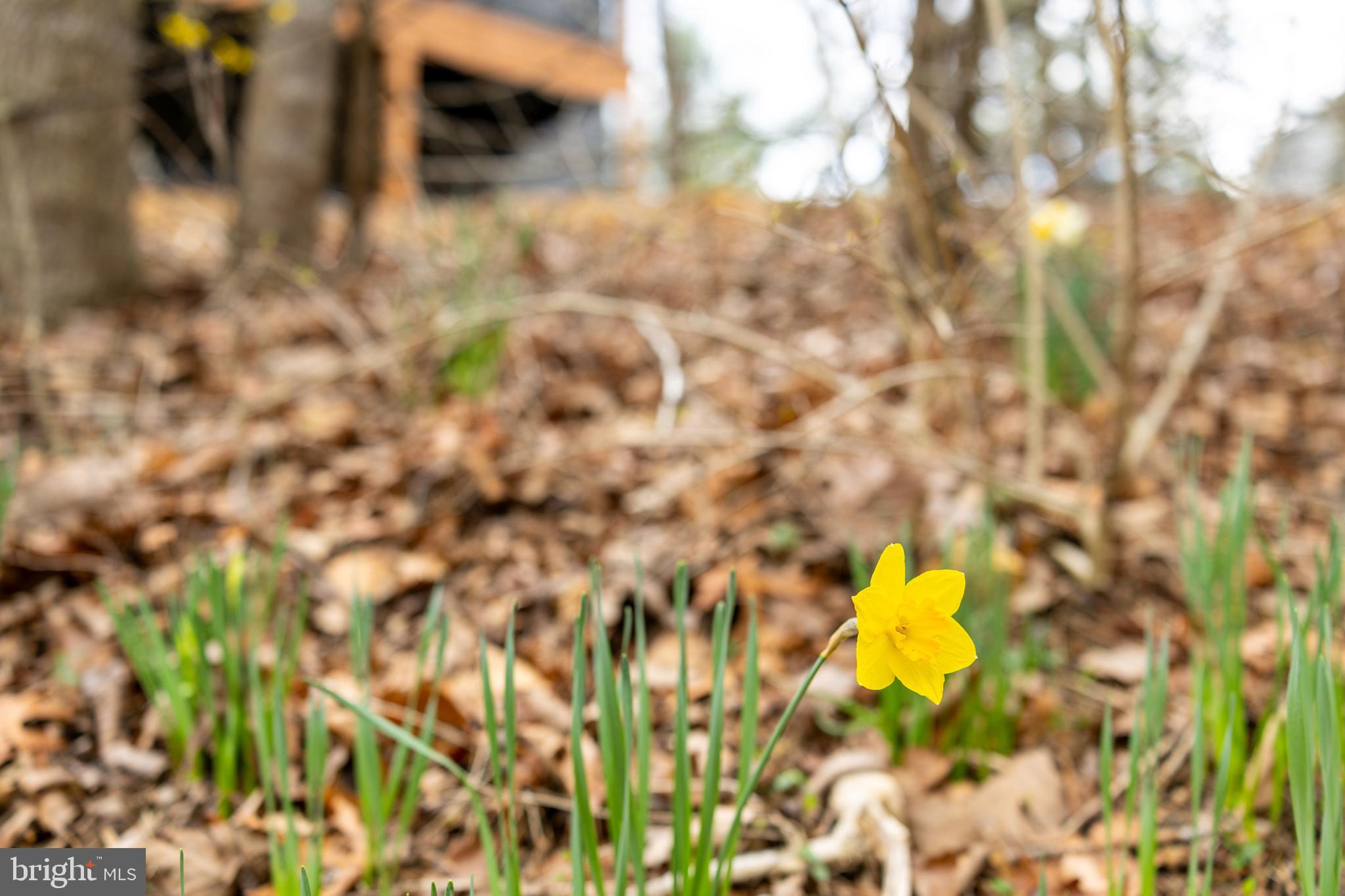 BRYCE  MOUNTAIN  RESORT - Residential