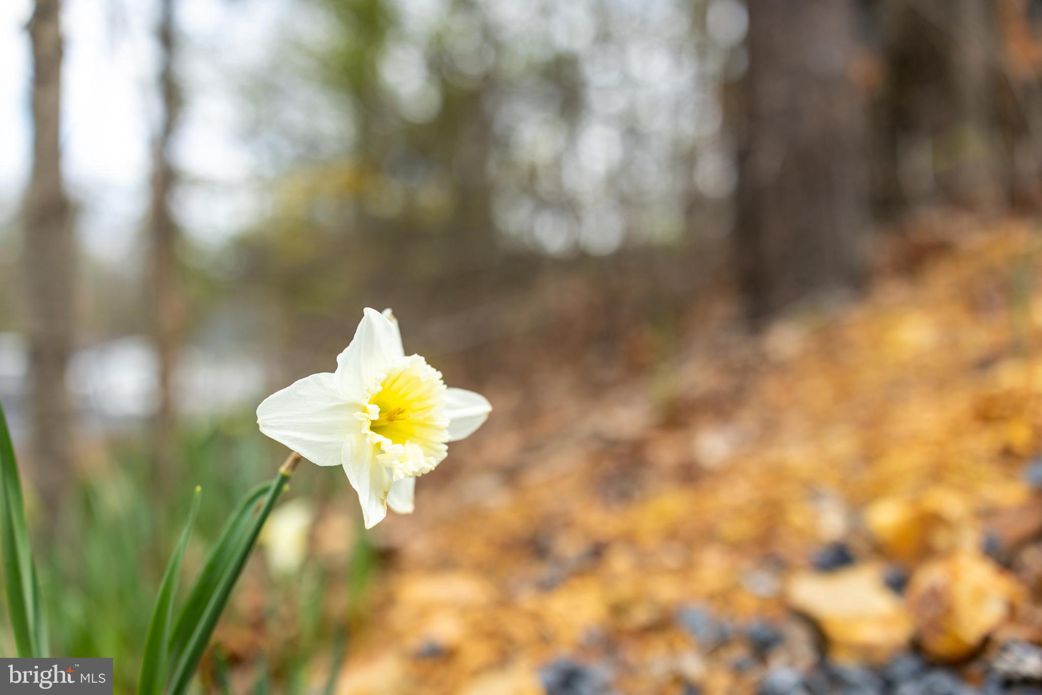 BRYCE  MOUNTAIN  RESORT - Residential