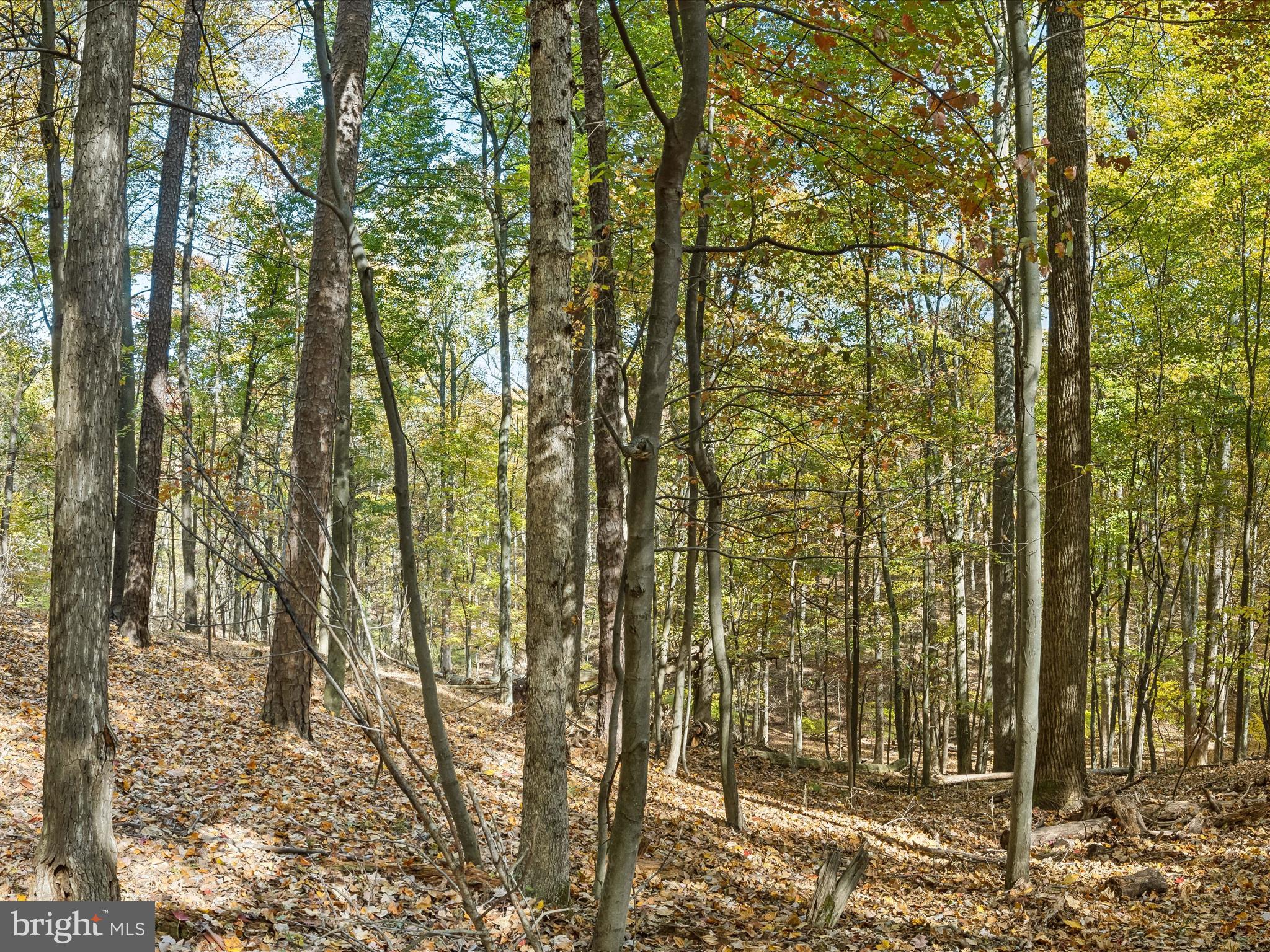 THE WOODS - Residential