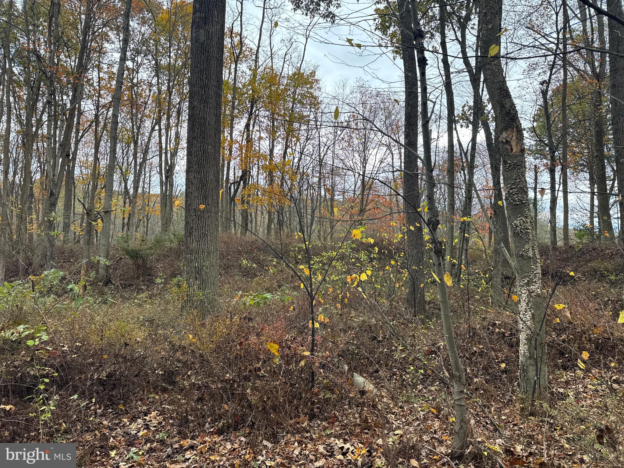 TRACT 4: 13.5+/- ACRES COLES VALLEY RD