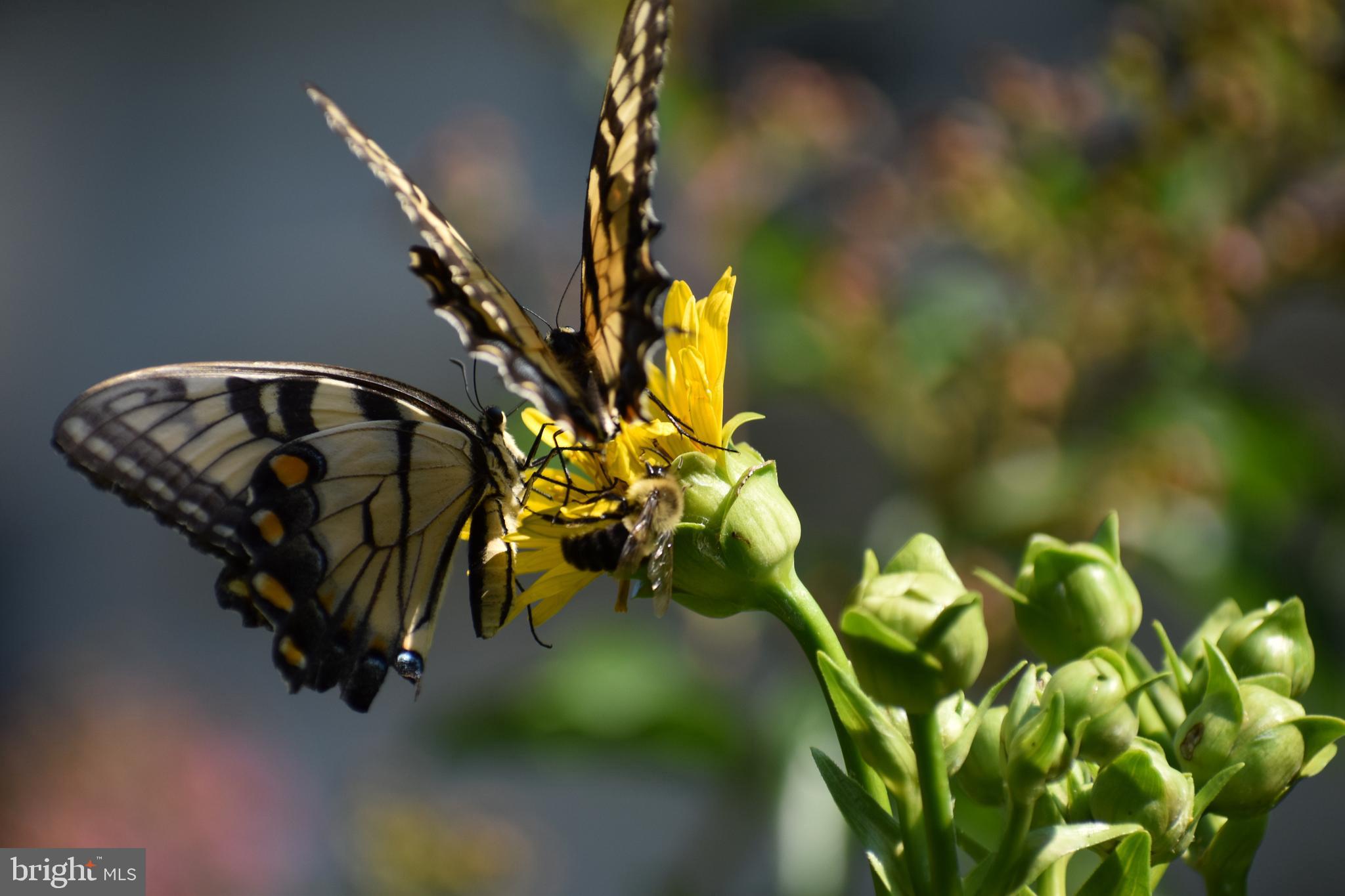 THE DOWNS - Residential