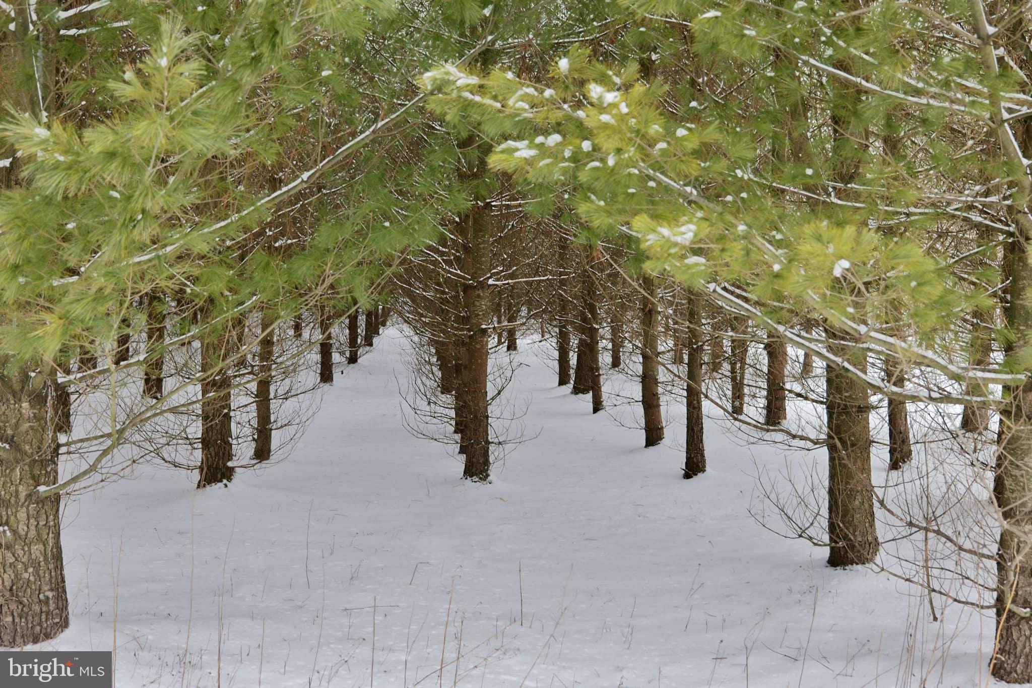 TERRA ALTA - Residential