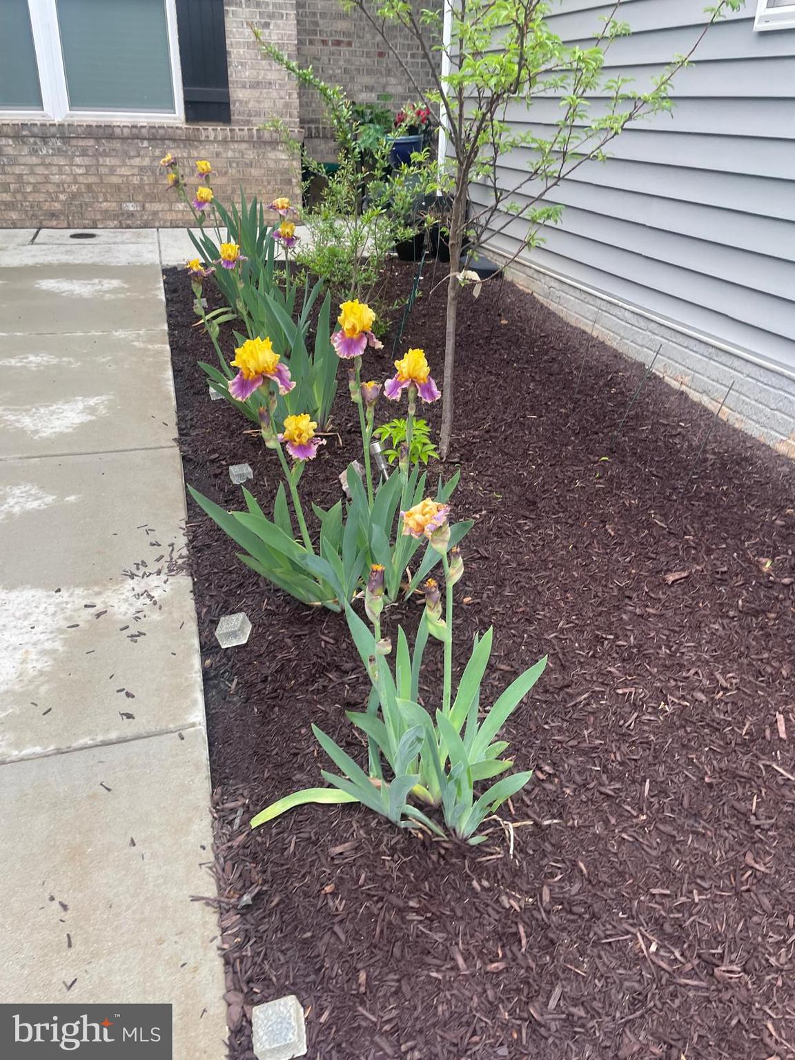 THE VILLAGE AT CABIN BRANCH - Residential