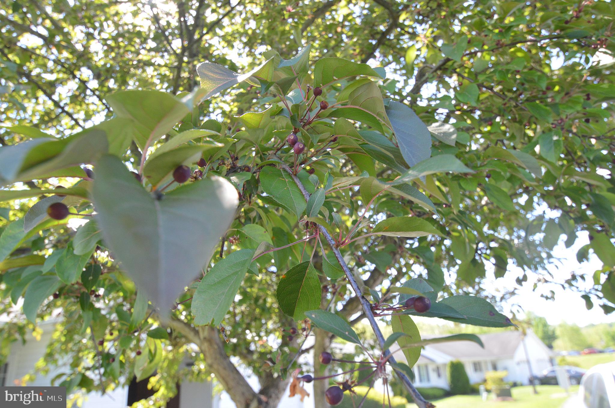 BERKELEY GARDENS - Residential