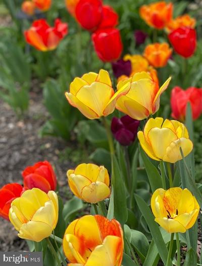 BRITINAY HILL - Residential