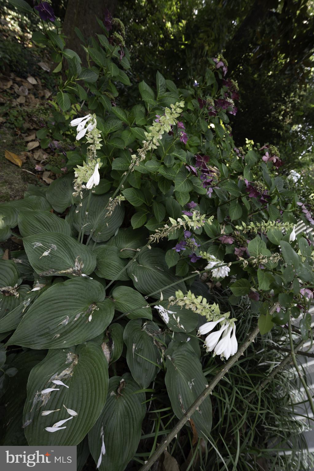 BELLE HAVEN - Residential