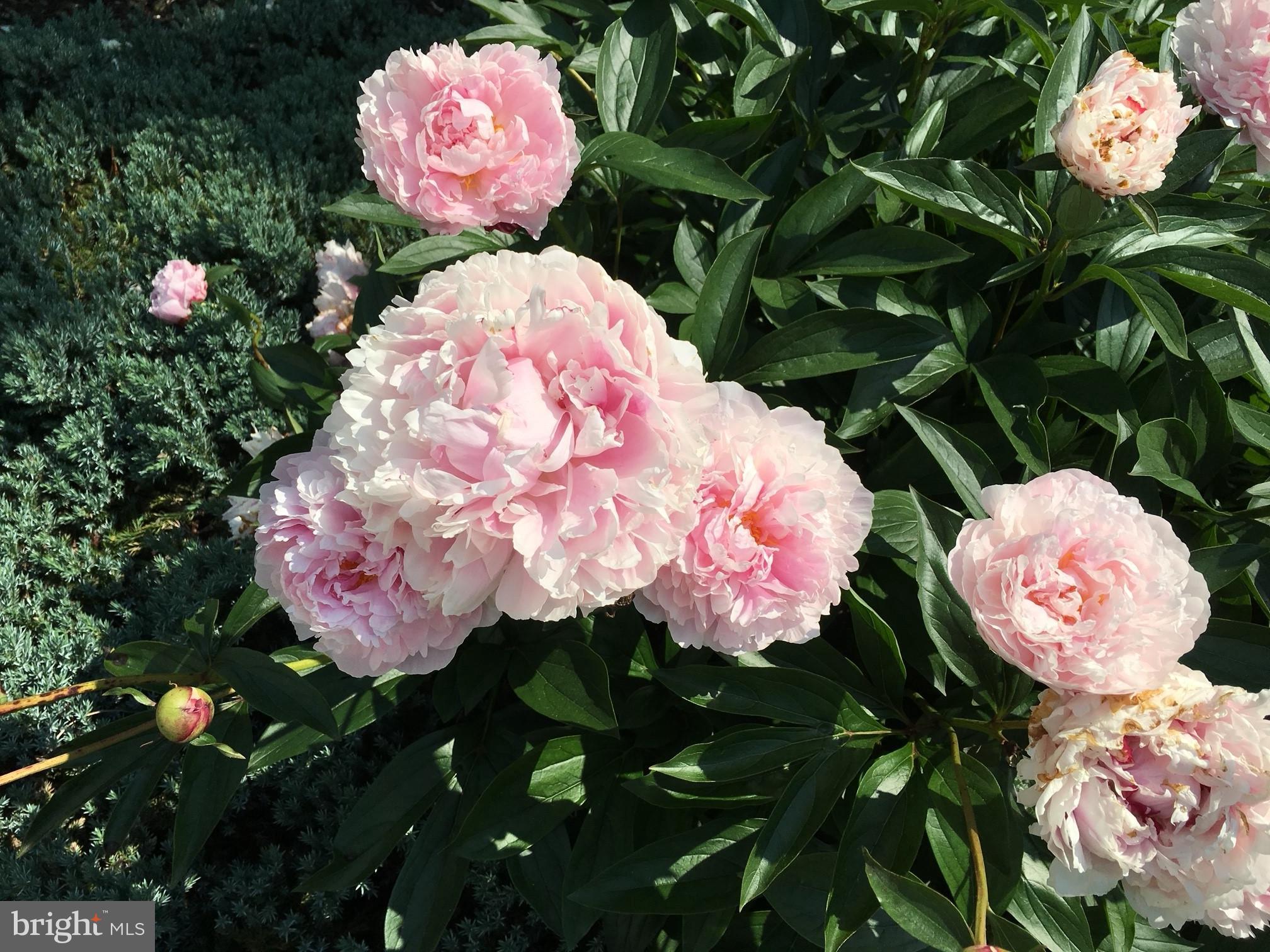 FERGUSON KNOLLS - Residential