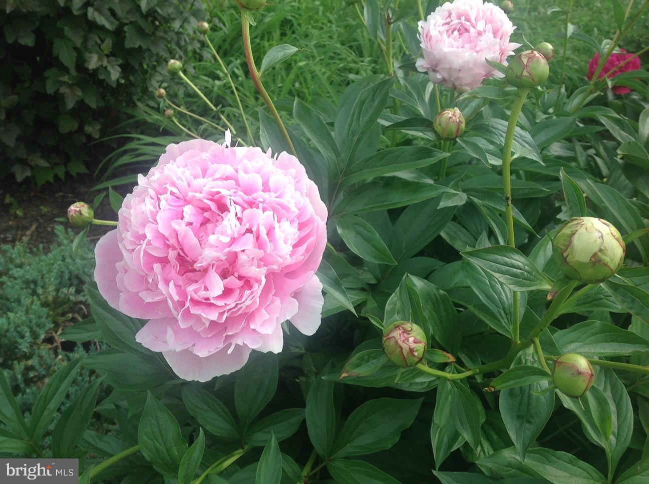 FERGUSON KNOLLS - Residential