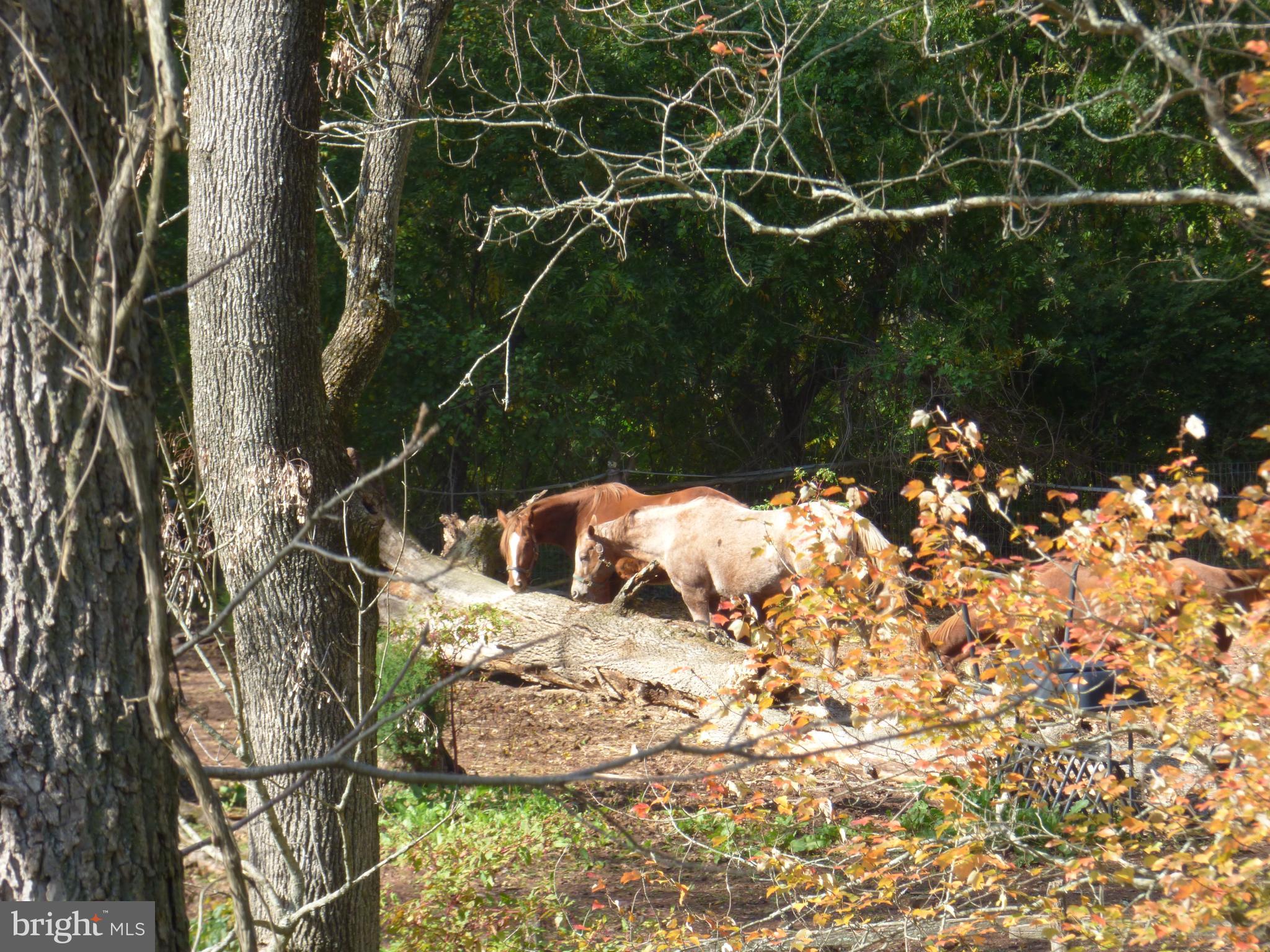 SKIPPACK - Residential Lease