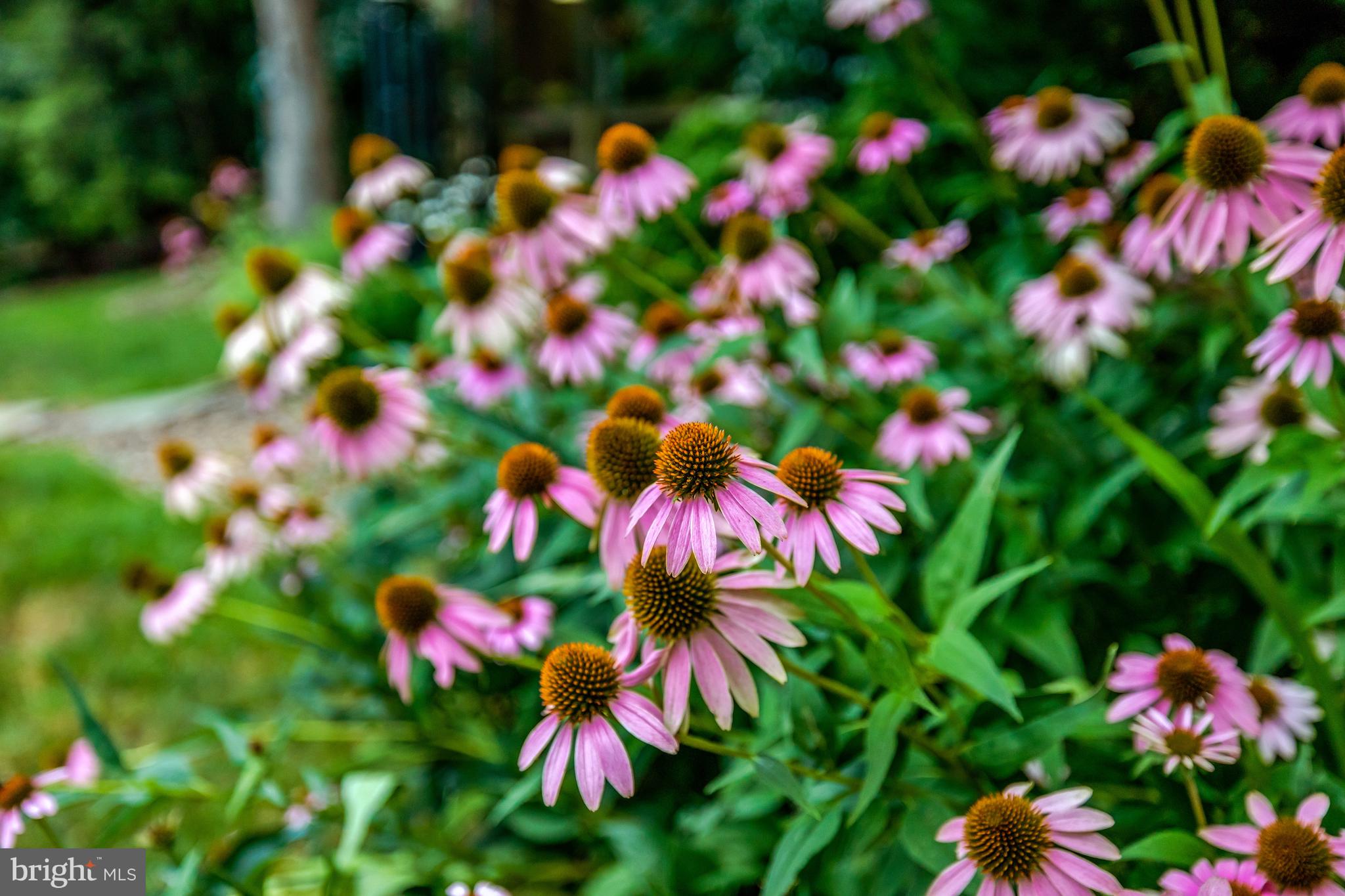 STILL OAKS - Residential