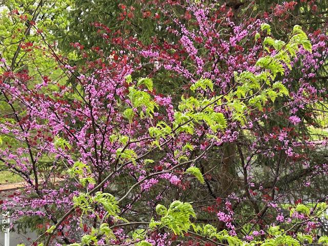 WINDSOR AT GLEN MI - Residential