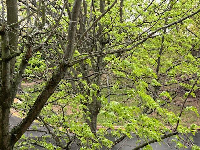 WINDSOR AT GLEN MI - Residential