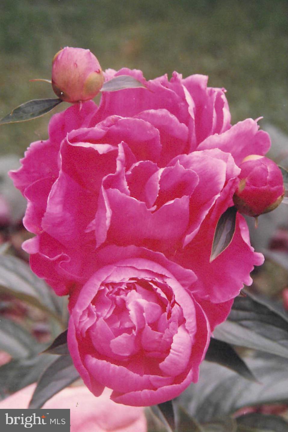 WAVERLY HILLS - Residential