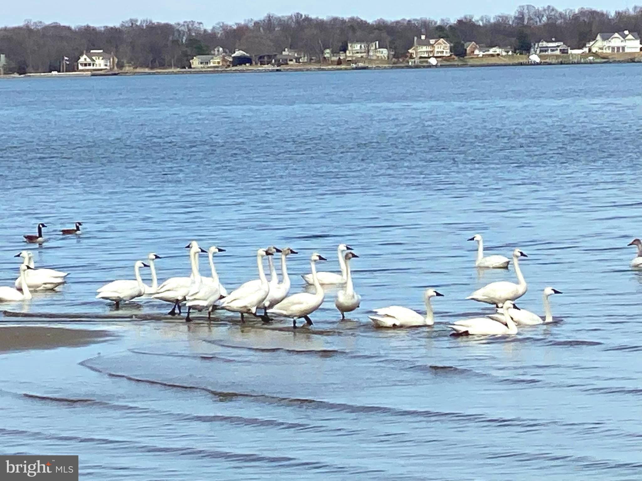 SHOREHAM BEACH - Residential