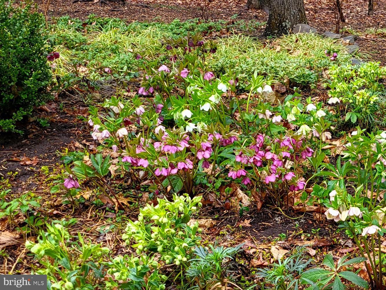 THE WOODS - Residential