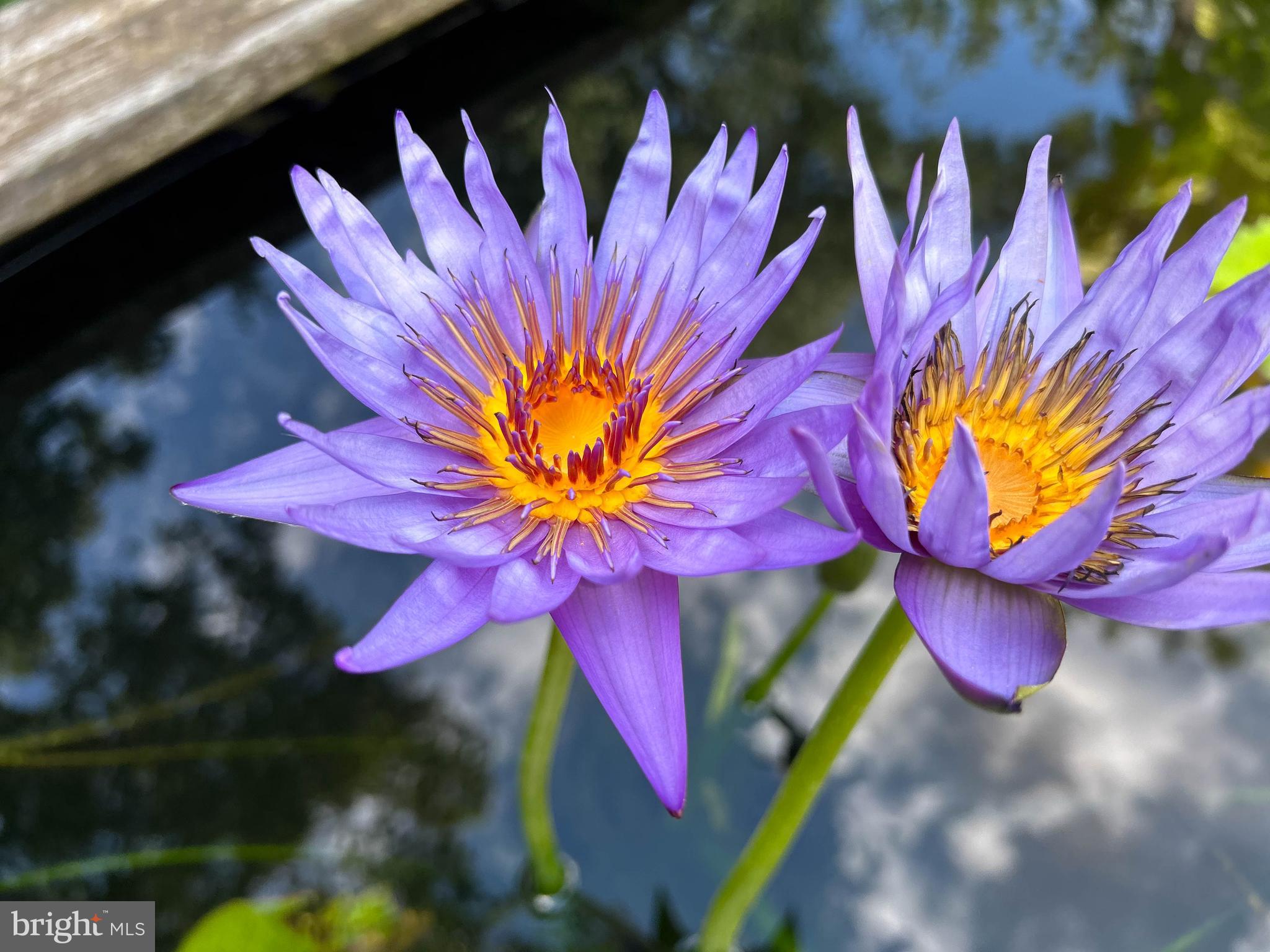 GLENMOORE - Residential